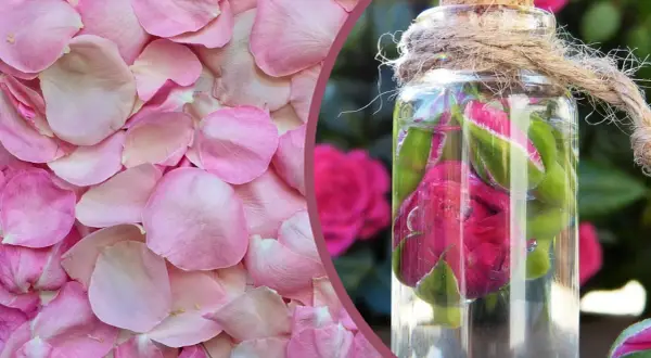 Jak zrobić perfumy z kwiatów? Różane płatki i pąki w butelce, gotowe do stworzenia naturalnego zapachu.